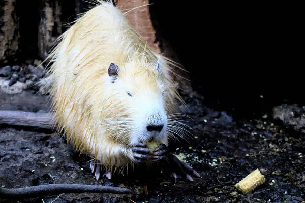 Hayvanat bahçesinde yerde tatlı hindistan cevizi