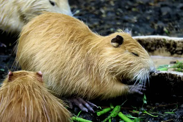 Hayvanat bahçesinde yerde tatlı hindistan cevizi