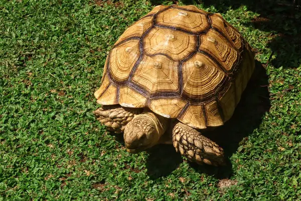 Hayvanat bahçesindeki Sulcata kaplumbağasına yaklaş.