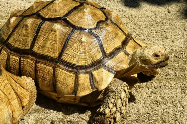 Hayvanat bahçesindeki Sulcata kaplumbağasına yaklaş.