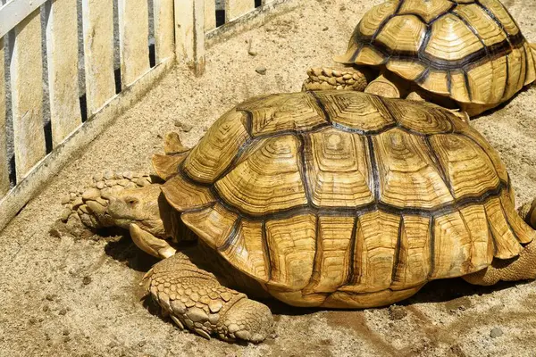 Hayvanat bahçesindeki Sulcata kaplumbağasına yaklaş.