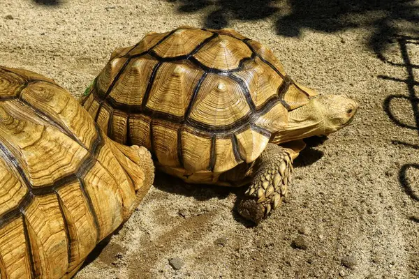 Hayvanat bahçesindeki Sulcata kaplumbağasına yaklaş.