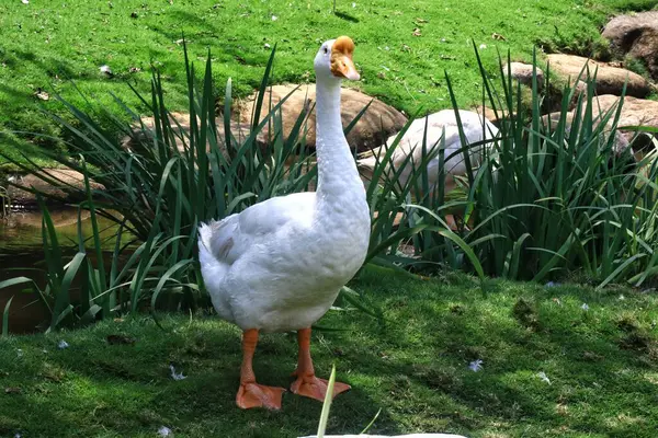 Hayvanat bahçesindeki beyaz kazların yakın plan fotoğrafı.