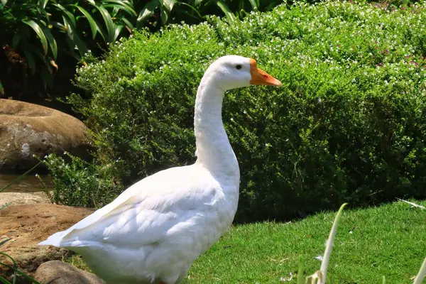 Hayvanat bahçesindeki beyaz kazların yakın plan fotoğrafı.
