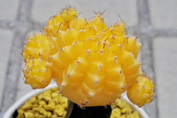 Bahçede bir koleksiyon olarak spor salonu kaktüsü.