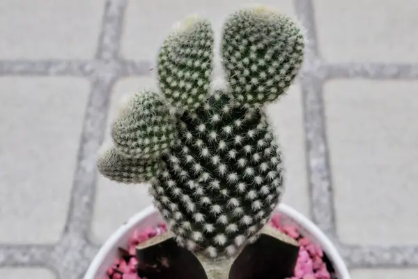 Tencerede küçük bir kaktüsün yakın plan fotoğrafı.