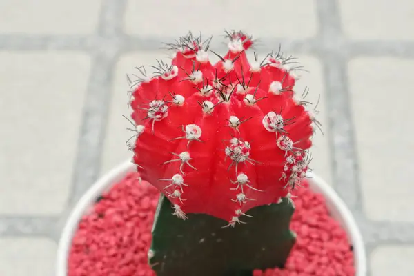 Bahçede bir koleksiyon olarak spor salonu kaktüsü.