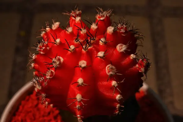 Bahçede bir koleksiyon olarak spor salonu kaktüsü.