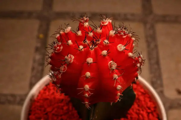 Bahçede bir koleksiyon olarak spor salonu kaktüsü.