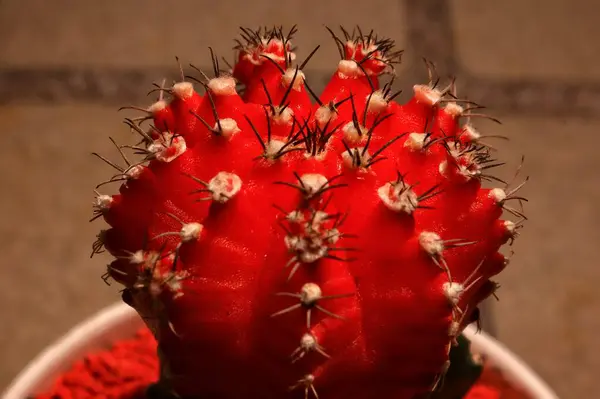 Bahçede bir koleksiyon olarak spor salonu kaktüsü.