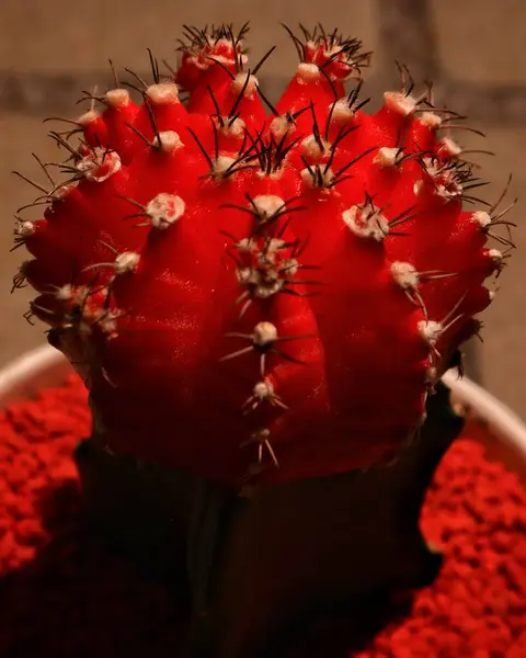 Bahçede bir koleksiyon olarak spor salonu kaktüsü.