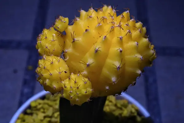 Bahçede bir koleksiyon olarak spor salonu kaktüsü.