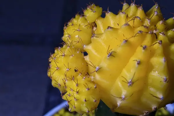 Bahçede bir koleksiyon olarak spor salonu kaktüsü.