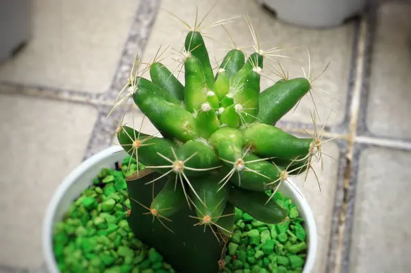 Tencerede küçük bir kaktüsün yakın plan fotoğrafı.