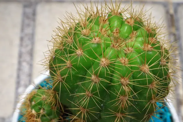 Tencerede küçük bir kaktüsün yakın plan fotoğrafı.