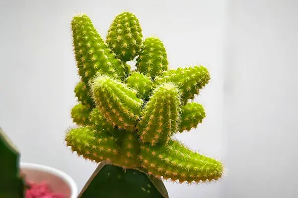 Tencerede küçük bir kaktüsün yakın plan fotoğrafı.