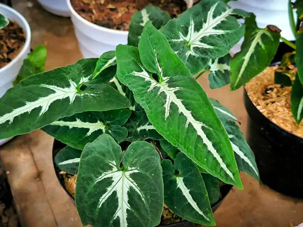 Güzel botanik fotoğrafı, doğal duvar kağıdı.