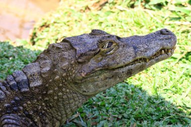 Hayvanat bahçesindeki timsahın yakın çekimi.