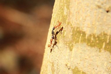 Karınca sürüsü olan bir ağaca yakın.