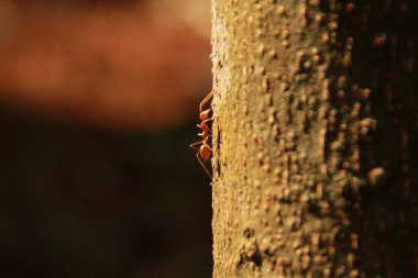 Karınca sürüsü olan bir ağaca yakın.