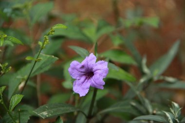 Karınca sürüsü olan bir ağaca yakın.