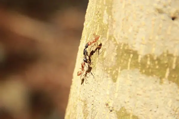 Karınca sürüsü olan bir ağaca yakın.