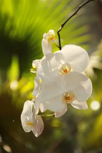 Karınca sürüsü olan bir ağaca yakın.