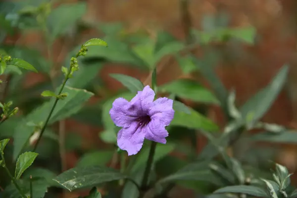 Karınca sürüsü olan bir ağaca yakın.
