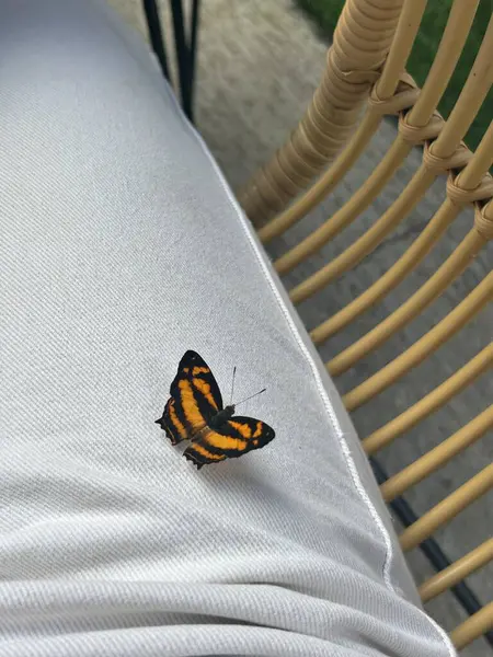 Beyaz arka planda kelebek