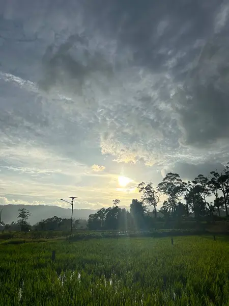 Köydeki beyaz köpek.