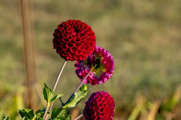 stock image Red magenta Dahlia flower on a farm in Ohio