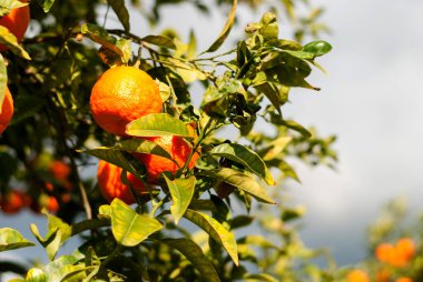 Fırtınalı bir gökyüzünün arka planında olgun portakal meyveleriyle dolu bir ağaç. Gün batımında olgunlaşmış meyveler. Hasat zamanı. Organik turunçgillerin olgunlaşması. Türkiye 'de tarım. Organik yiyecekler.