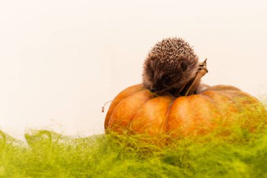 Kaliforniya kobayı büyük bir balkabağının yanında oturur ve kameraya bakar. Cadılar Bayramı kutlaması için büyük balkabağı. Cadılar Bayramı kartı. Mevsimlik Cadılar Bayramı süsleri. Çiftlik sebzeleri topluyorum. Hayvan bakımı