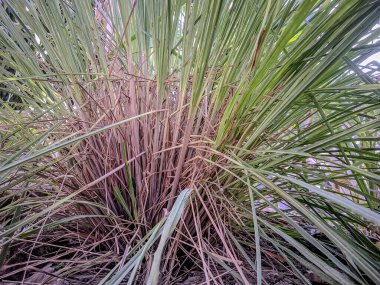 yemyeşil yapraklı limon çimi bitkisinin yakın çekimi