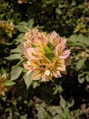 Pembe ve sarı bougainvillea çiçeklerinin yakın çekimi. Çiçek yemyeşil yapraklarla çevrilidir.