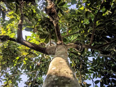 Gölgeli bir ağacın altından manzara. Yemyeşil yapraklar manzaranın çoğunu kaplar