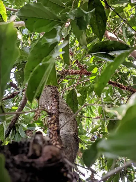 stock image A close-up view of a colony of ants traveling along a tree branch in a lush, green forest