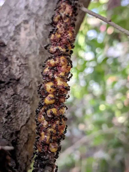 stock image A close-up view of a colony of ants traveling along a tree branch in a lush, green forest