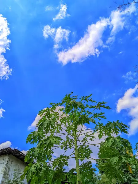 Pofuduk beyaz bulutları olan parlak mavi gökyüzünün altında yükselen papaya ağacı.