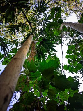 Uzun ağaçlar, yemyeşil bir tropikal gölgelikte gökyüzüne uzanır.