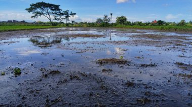 Su basmış pirinç tarlası ekime hazır.
