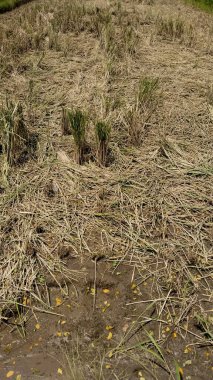 Kalan saman sakallarıyla pirinç tarlası hasat edildi.