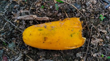 Salatalıklar sararır ya da dokulu toprakta çürür.