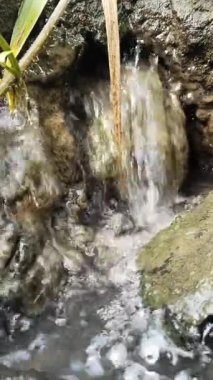 Kayalar ve otlar arasında akan temiz su vahşi doğada küçük bir doğal akış oluşturur.