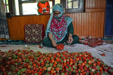 SRINAGAR, INDIA - 15 Mayıs 2024: Çiftçiler, 15 Mayıs 2024 'te Srinagar, Hindistan' da bir çiftlikte toplanan taze çilekleri paketlerler..