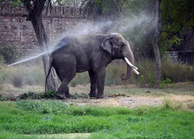 Hint fili 20 Mayıs 2024 'te Yeni Delhi, Hindistan' daki Zooloji Parkı 'nda sıcaktan korunmak için su banyosu yapar..