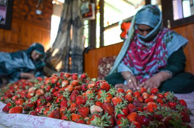 SRINAGAR, INDIA - 15 Mayıs 2024: Çiftçiler, 15 Mayıs 2024 'te Srinagar, Hindistan' da bir çiftlikte toplanan taze çilekleri paketlerler..