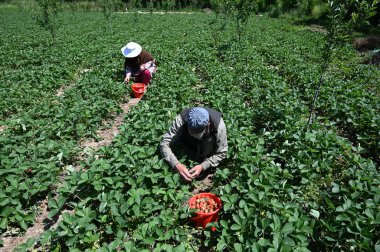 SRINAGAR, INDIA - 15 Mayıs 2024: Çiftçiler 15 Mayıs 2024 'te Srinagar, Hindistan' daki bir çiftlikte çilek hasat ediyorlar.