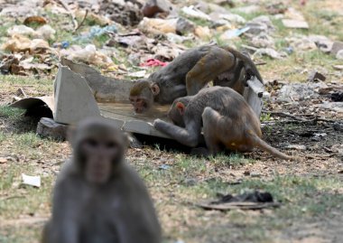 Kavurucu bir yaz gününde susamış bir maymun susuzluğunu gidermek için 14A sektöründe 26 Mayıs 2024 'te Noida, Ind' de su içmenin bir yolunu buldu.