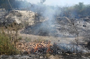 İtfaiye personeli 26 Mayıs 2024 'te Hindistan' ın Noida kentindeki 42. Bölge 'deki bir ormanda çıkan yangını söndürdü..